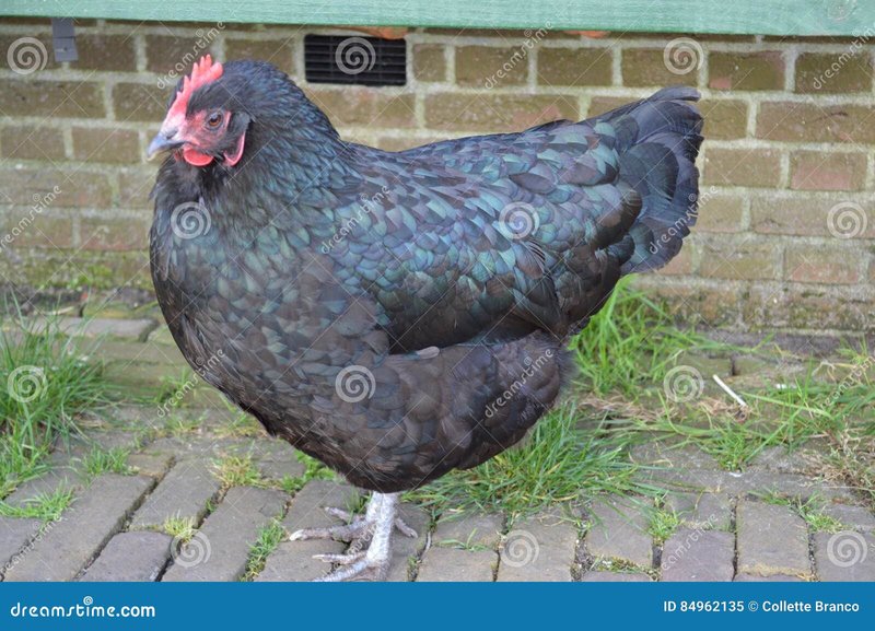 De Populaire Online Gokspel: Chicken Road Casino Nederland Spelen